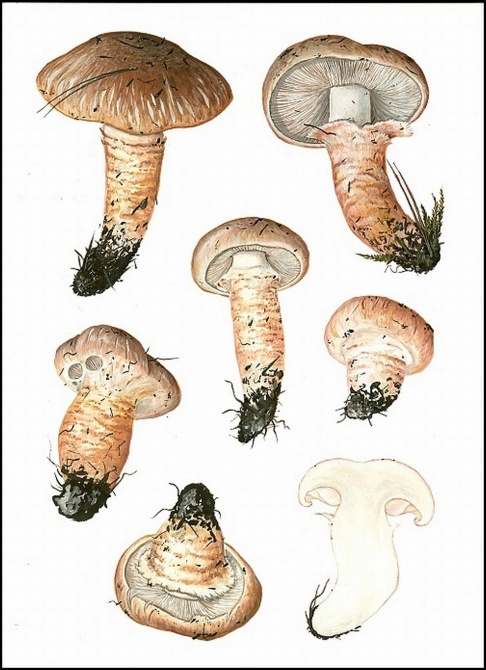 Tricholoma focale (galléros pereszke) Tricholoma focale (galléros pereszke)