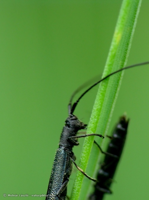 Teophilea cylindricollis (hengeres szalmacincér) Teophilea cylindricollis (hengeres szalmacincér)