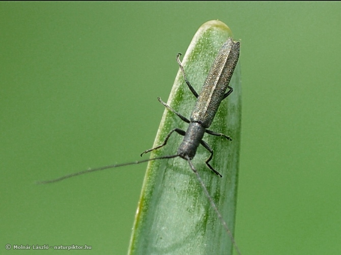 Teophilea cylindricollis (hengeres szalmacincér) Teophilea cylindricollis (hengeres szalmacincér)