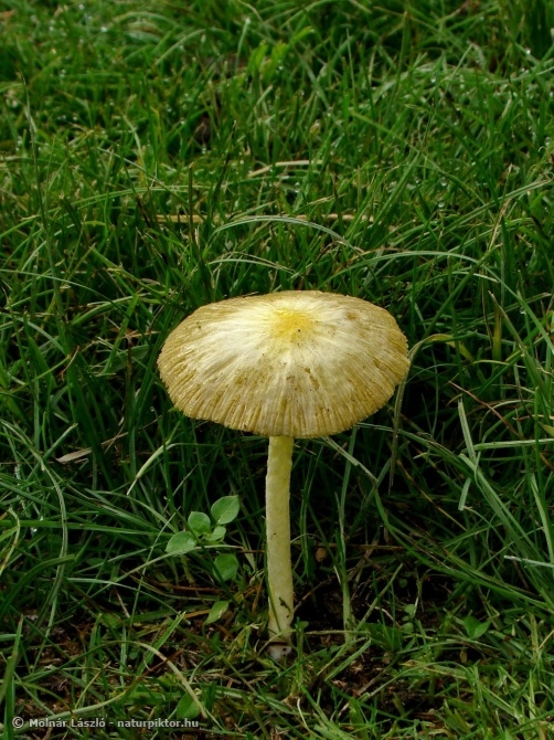 M ZDSC03931s.JPG M ZDSC03931s.JPG