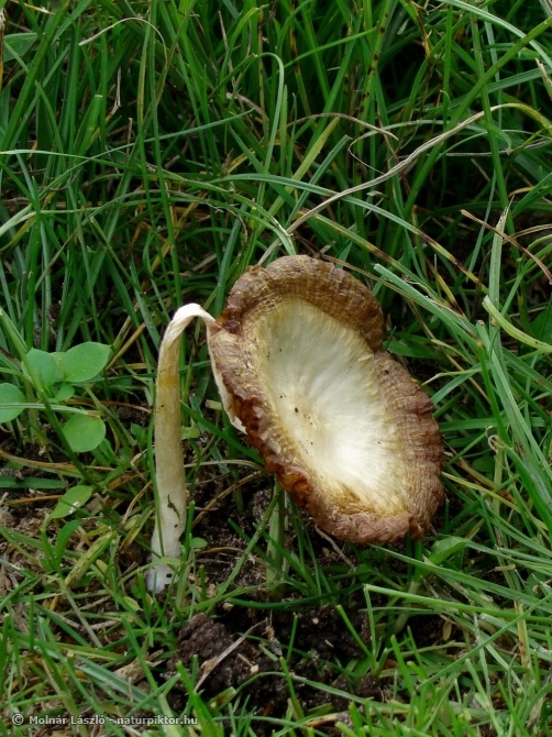 N ZDSC03999ss.JPG N ZDSC03999ss.JPG