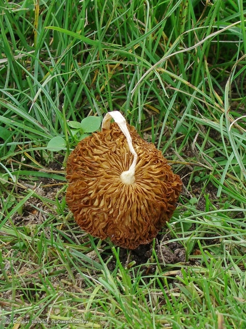 P ZDSC04000s.JPG P ZDSC04000s.JPG