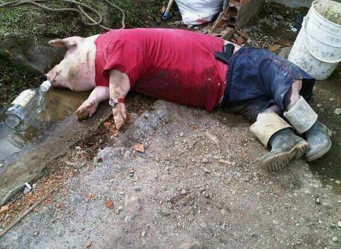 disznovagas_03.jpg disznovagas_03.jpg