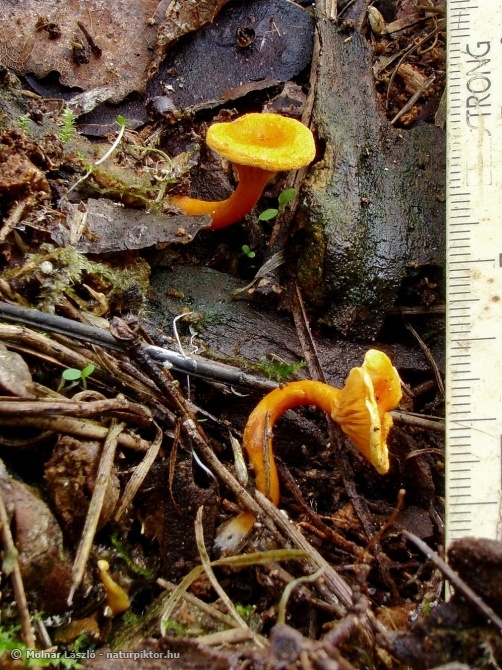 Hygrophoropsis 1. XDSC06255ss.JPG Hygrophoropsis 1. XDSC06255ss.JPG