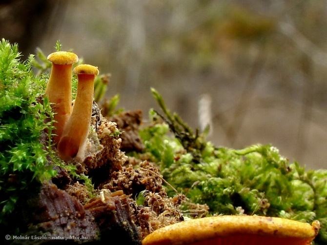 Hygrophoropsis 2. XDSC06265as.JPG Hygrophoropsis 2. XDSC06265as.JPG