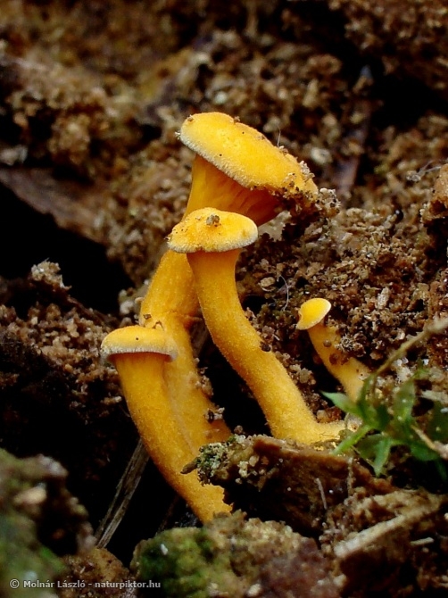 Hygrophoropsis 3. XDSC06301ss.JPG Hygrophoropsis 3. XDSC06301ss.JPG