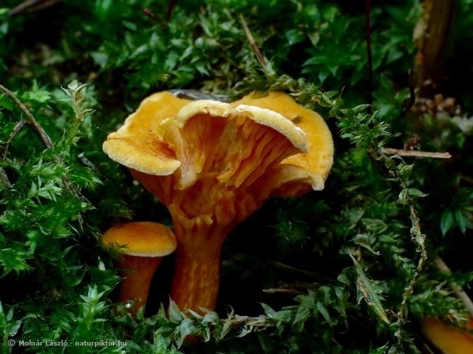Hygrophoropsis 4. XDSC06295ss.JPG Hygrophoropsis 4. XDSC06295ss.JPG