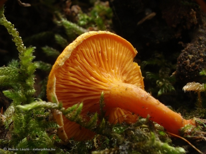 Hygrophoropsis 5. XDSC06267s.JPG Hygrophoropsis 5. XDSC06267s.JPG