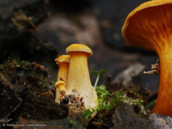 Hygrophoropsis 6. XDSC06280s.JPG Hygrophoropsis 6. XDSC06280s.JPG