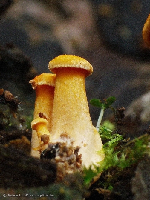 Hygrophoropsis 7. XDSC06281ss.JPG Hygrophoropsis 7. XDSC06281ss.JPG