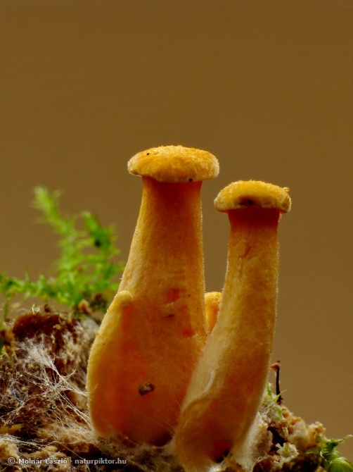 Hygrophoropsis 8. XDSC06272s.JPG Hygrophoropsis 8. XDSC06272s.JPG