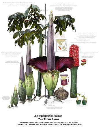 Amorphophallus titanum (2).jpg Amorphophallus titanum (2).jpg