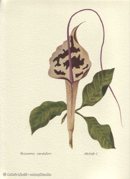 001. arisaema_cordatum.jpg 001. arisaema_cordatum.jpg