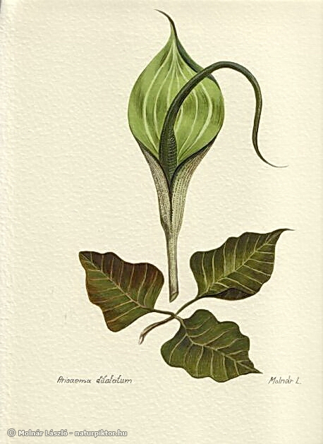 002. arisaema_dilatatum.s.jpg 002. arisaema_dilatatum.s.jpg