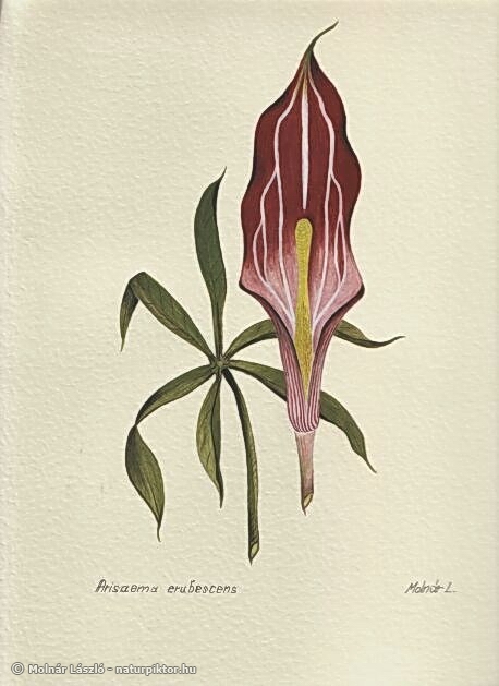 003. arisaema_erubescens.s (2).jpg 003. arisaema_erubescens.s (2).jpg