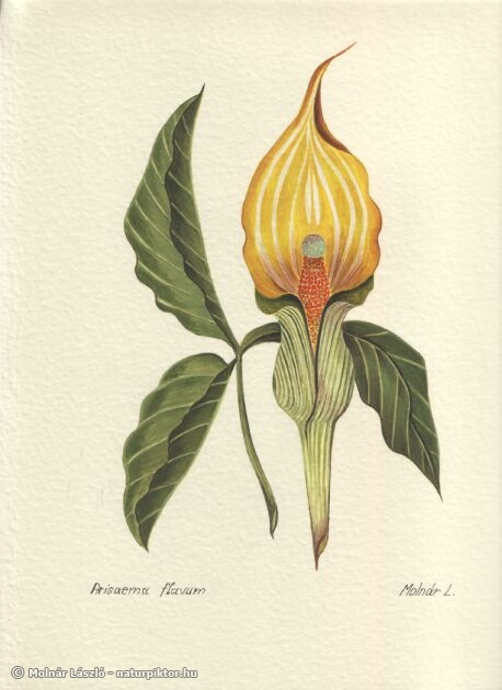 004. arisaema_flavum.jpg 004. arisaema_flavum.jpg