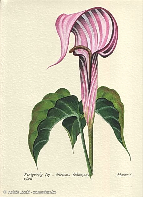 005. arisaema_lichiangense.s.jpg 005. arisaema_lichiangense.s.jpg