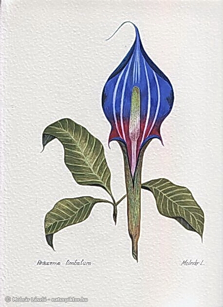 006. arisaema_limbatum.s.jpg 006. arisaema_limbatum.s.jpg