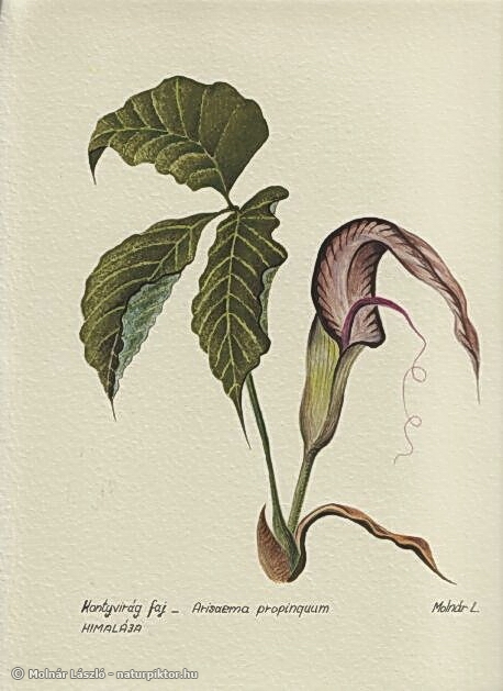 007. arisaema_propinquum.s.jpg 007. arisaema_propinquum.s.jpg