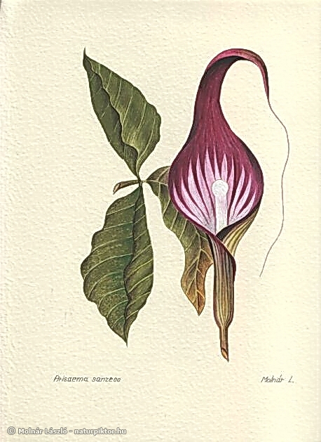 008. arisaema_sanzeoo.s.jpg 008. arisaema_sanzeoo.s.jpg