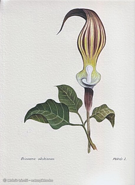 009. arisaema_sikokianums.jpg 009. arisaema_sikokianums.jpg