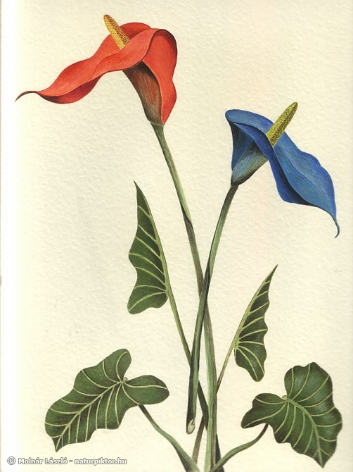 Calla 001.s..jpg Calla 001.s..jpg