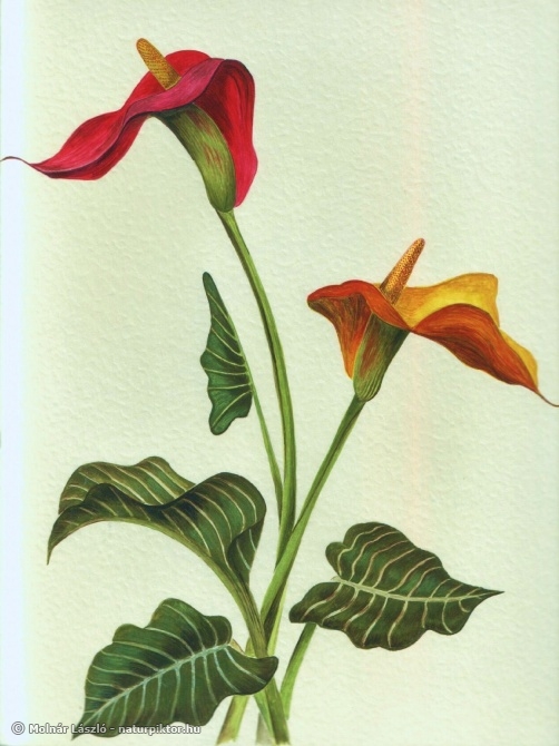 Calla 002..jpg Calla 002..jpg