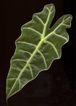 Alocasia 1. dwvjy647.jpg Alocasia 1. dwvjy647.jpg