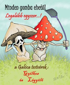 gomba ffhv53j6 másolata.jpg gomba ffhv53j6 másolata.jpg
