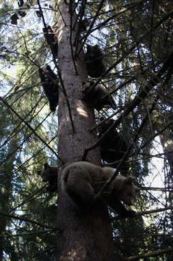 ... mert a hegyekben túlszaporodtak ... ... mert a hegyekben túlszaporodtak ...