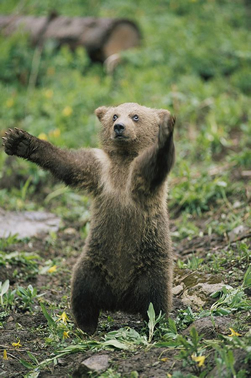 bbm82pzq.jpg bbm82pzq.jpg