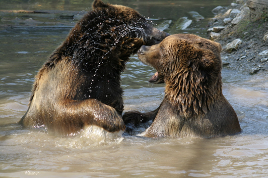 belecsobbanva a vízbe.jpg belecsobbanva a vízbe.jpg