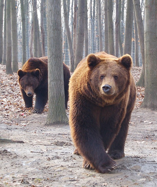 Jönnek a medvék, jönnek a medvék.jpg Jönnek a medvék, jönnek a medvék.jpg