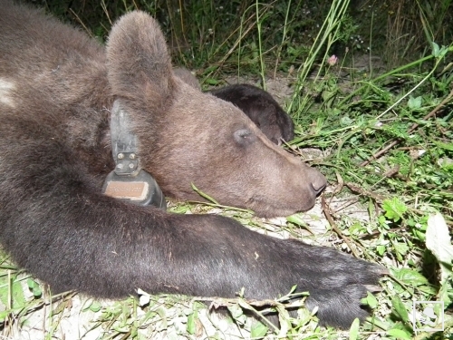 még nyomkövetőt is kapott.jpg még nyomkövetőt is kapott.jpg