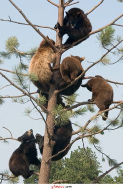 mert a hegyekben túlszaporodtak 3.jpg mert a hegyekben túlszaporodtak 3.jpg