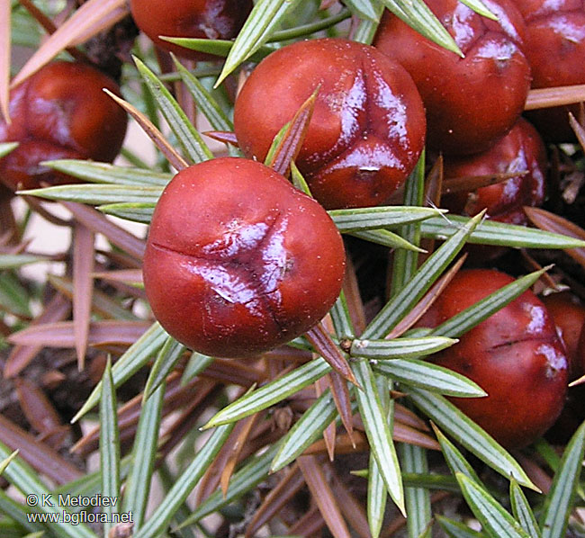 oxycedrus weo5nbr5.jpg oxycedrus weo5nbr5.jpg
