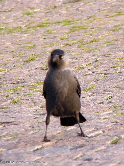 Csóka (Coloeus /=Corvus monedula) 1. Csóka (Coloeus /=Corvus monedula) 1.