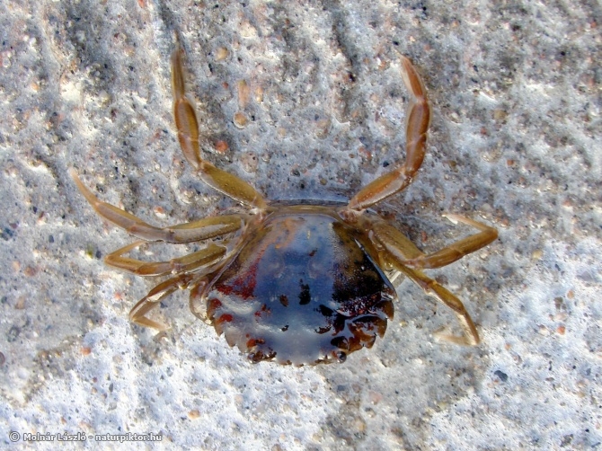 Carcinus maenas (parti tarisznyarák), Malmő Carcinus maenas (parti tarisznyarák), Malmő