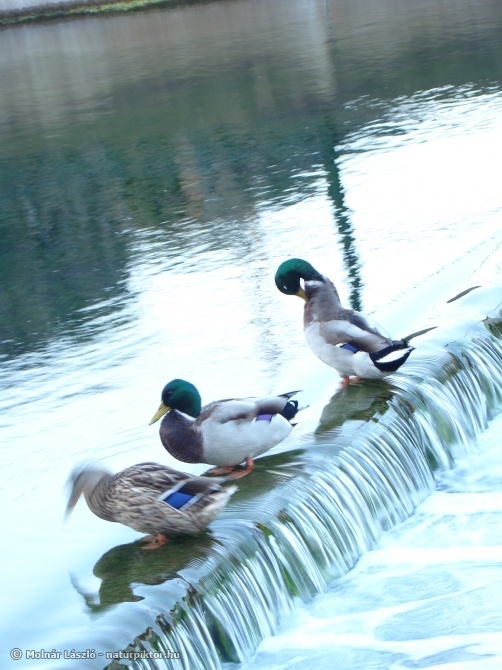 Anas platyrhynchos (tőkés réce) Anas platyrhynchos (tőkés réce)