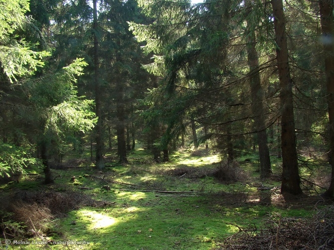 Vomb-erdő, 1., SWE