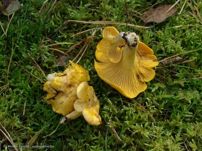 Cantharellus cibarius (sárga rókagomba) Cantharellus cibarius (sárga rókagomba)