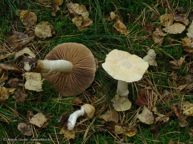 Cortinarius caperatus (gyűrűs ráncosgomba) 1. Cortinarius caperatus (gyűrűs ráncosgomba) 1.