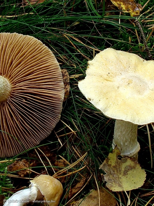 Cortinarius caperatus (gyűrűs ráncosgomba) 2. Cortinarius caperatus (gyűrűs ráncosgomba) 2.