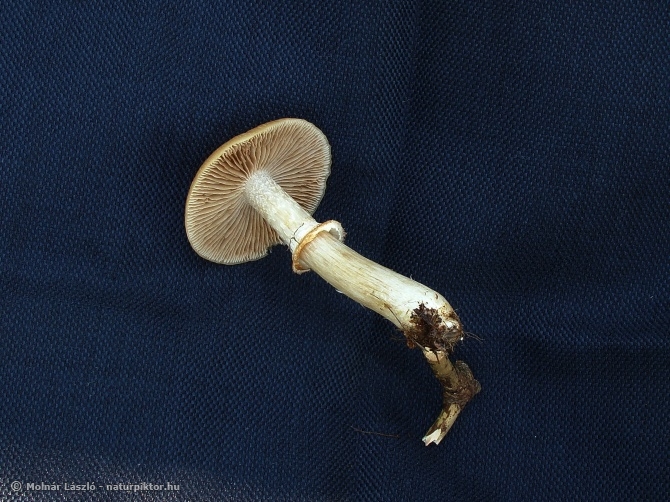 Cortinarius caperatus (gyűrűs ráncosgomba) 3. Cortinarius caperatus (gyűrűs ráncosgomba) 3.