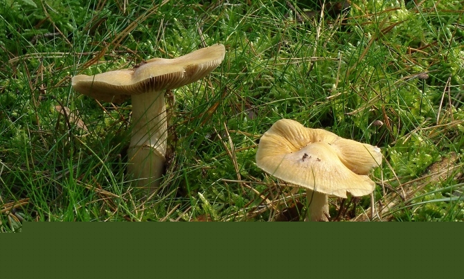 Cortinarius caperatus (gyűrűs ráncosgomba) 4. Cortinarius caperatus (gyűrűs ráncosgomba) 4.