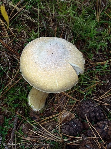 Cortinarius caperatus (gyűrűs ráncosgomba) 5. Cortinarius caperatus (gyűrűs ráncosgomba) 5.