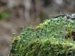 Cladonia sp. (serlegzuzmó faj)