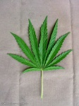 Cannabis sativa ssp. spontanae (gyomkender)