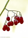 Solanum dulcamara (ebszőlő csucsor)