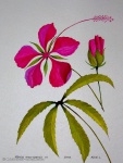 Hibiscus rosa-sinensis var. (kínai hibiszkusz, változat)